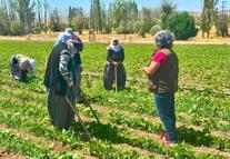 Barbunya üretim alanlarında bilgilendirme