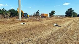 Tekirdağ’da 30 leylek akıma kapılarak öldü