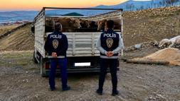 Kırşehir'de mandıradan 10 büyükbaş çalan şüpheli tutuklandı