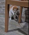 Kedi ‘Balım’, patisiyle hortumu kaldırıp su içti