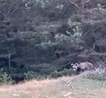 Tokat’ta çoban, karşılaştığı yavru ayıyı görüntüledi