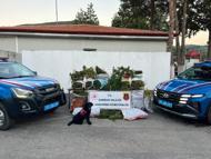Samsun'da bin 757 kök kenevir ve 138 kilogram esrar ele geçirildi