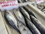 Tekirdağ'da palamut bereketi