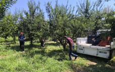 Anjelik erik, kurutmalık, pestil ve pekmez olarak sofralara geliyor