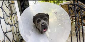 Köpek Şila'nın rahminden, 6 kilo 750 gram enfeksiyonlu kitle çıkarıldı