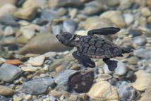 Kuşadası’nda son 2 günde 214 caretta caretta yavrusu daha denizle buluştu