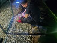 Gölete düşen yavru köpeği dalgıç polisler kurtardı