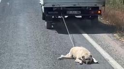 Köpeği kamyonetin arkasına bağlayıp sürükleyerek götürdü