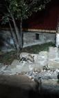 Tilkiyi eliyle besledi