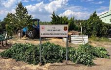Kilis'te 40,5 kilogram esrar ele geçirildi; 1 gözaltı