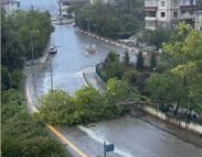 Bartın'da kuvvetli rüzgar; ağaçlar devrildi