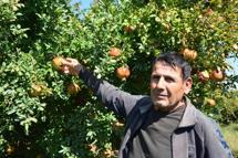 Serik'te nar sezonu başladı