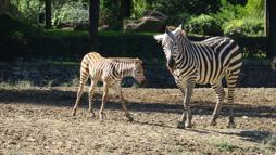 Doğduğu tesadüfen öğrenilen zebra yavrusu 'Jason', ilgi odağı oldu