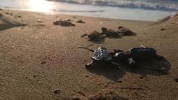 Kuşadası’nda yuvada sıkışan 22 caretta caretta yavrusu denizle buluşturuldu