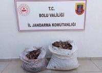 İzin belgesiz 60 kilo salyangoz ele geçirildi
