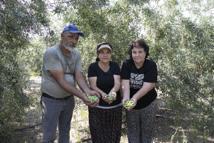 Zeytin desteği çiftçinin yüzünü güldürüyor