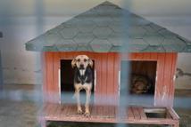 Yangında kurtarılan köpekler yuva bekliyor
