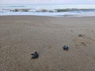 Belek'te 100 bin caretta yavrusu denize ulaştı