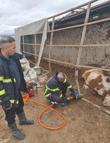 Aksaray’da TIR devrildi: 6 büyükbaş hayvan öldü