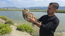 Hatay'da vurulan puhu cinsi baykuş, tedaviye alındı