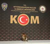 Beslenmesi yasak maymun korumaya alındı