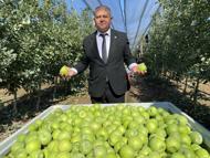 Isparta'da elma hasadı başladı; rekolte beklentisi 1 milyon 250 bin ton