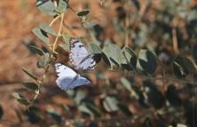 Dicle Vadisi'nde beyaz öncü kelebeklerin 'yumurta' telaşı