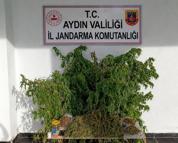 Evinde 3 kilo esrar ile yakalandı