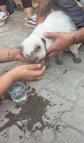Maltepe’de enkaz altında kalan kedi saatler sonra canlı çıkarıldı
