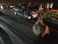 Otomobillerin çarptığı 3 angus öldü