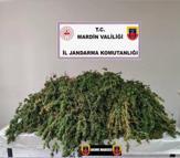 Mardin’de 43 kilo skunk ele geçirildi: 1 gözaltı