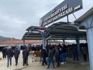 Tosya’da Hayvan Pazarı Şap nedeniyle kapatıldı