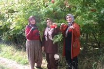 Kayseri'de 'kırmızı altın' gilaburunun hasadı başladı