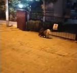 Kuşadası’nda nesli tehlike altında olan oklu kirpi görüldü