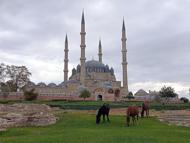 Selimiye Camisi meydanında başıboş 3 at otlarken görüldü