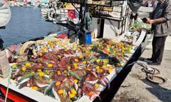 Tekirdağ’da tekneyle denize açılan balıkçılar, 1,5 ton kefal avladı