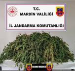 Mardin’de uyuşturucu operasyonlarında 9 şüpheli tutuklandı