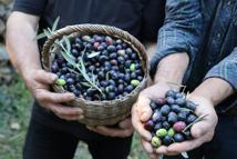 Artvin’in ödüllü ‘Butko’ zeytininde hasat başladı
