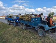 Edirne’de hazine arazisinden odun kesen 2 kişiye 20 bin lira ceza