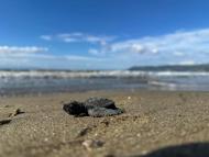 Aydın ve İzmir’de 22 yuvadan çıkan 1110 caretta caretta yavrusu, denizle buluştu