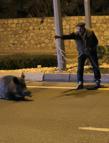 Otomobilin çarptığı yaban domuzunu kementle yol kenarına çekmeye çalıştı