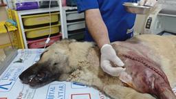 Hatay’da magandaların tabancayla vurduğu köpek, Osmaniye’de ameliyat edildi