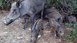 'Yaban domuzlarını beslemeyin' uyarısı