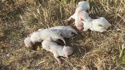 Üniversite öğrencileri çöp konteynerinde 6 yavru köpek buldu