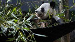 ABD’deki son 4 panda Çin’e geri gönderilecek