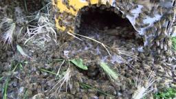 Büyükçekmece'de oğul veren binlerce arı binanın çitlerini sardı