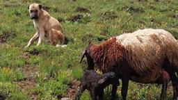 Kayıp sandıkları çoban köpekleri Kral'ı, yaylada doğum yapan koyunun yanında buldular