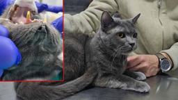 Kediye altından diş yapıldı