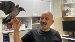 Yaralı halde bulduğu kargayı sağlığına kavuşturup, doğaya saldı