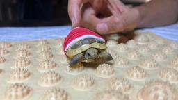 Köpeğin ısırdığı yavru kaplumbağaya veterinerde tedavi
